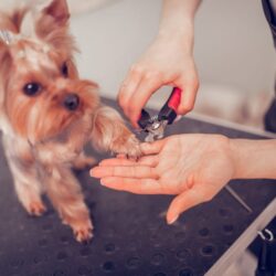 köpek tırnak bakımı