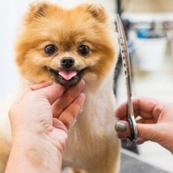 Pomeranian makas traşı